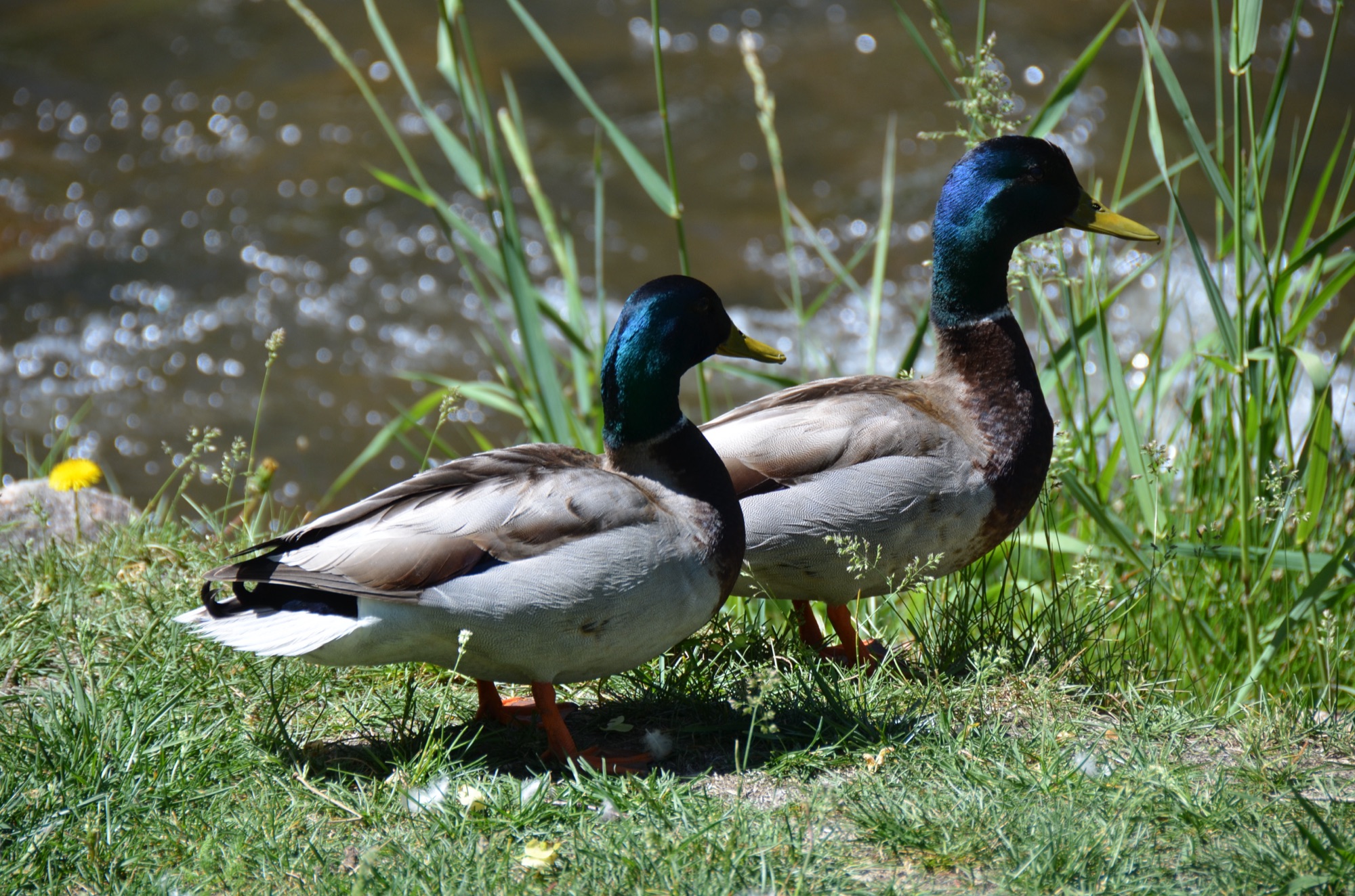 Mallard ducks by the creek