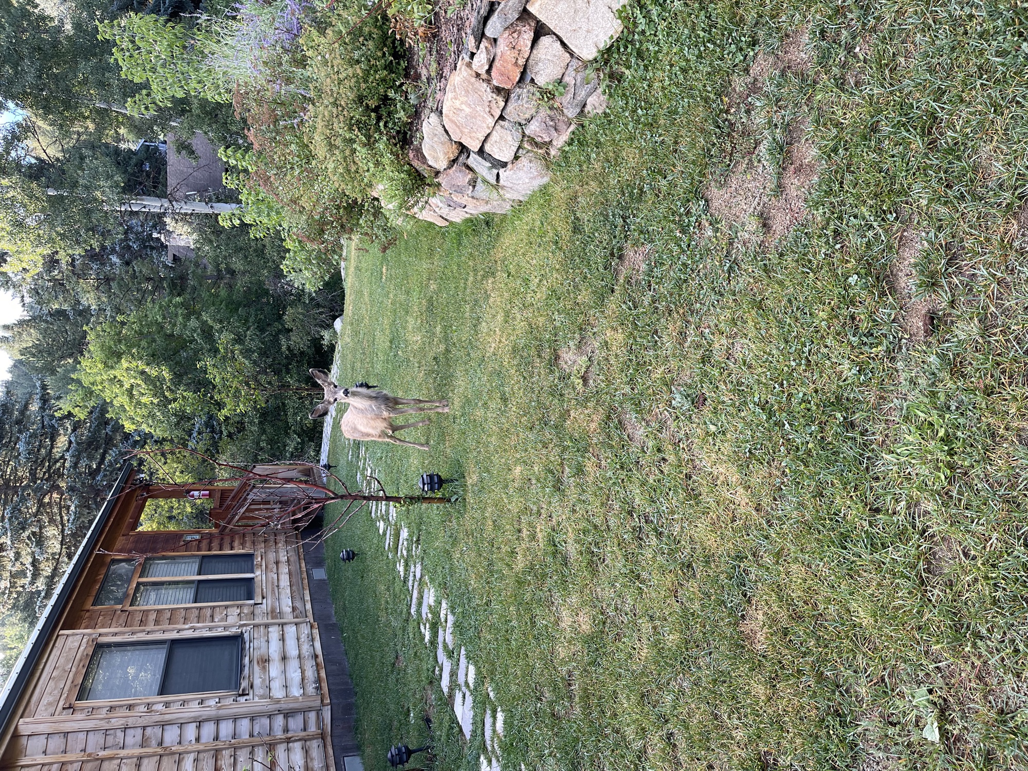 Creekside cabin with stone wall