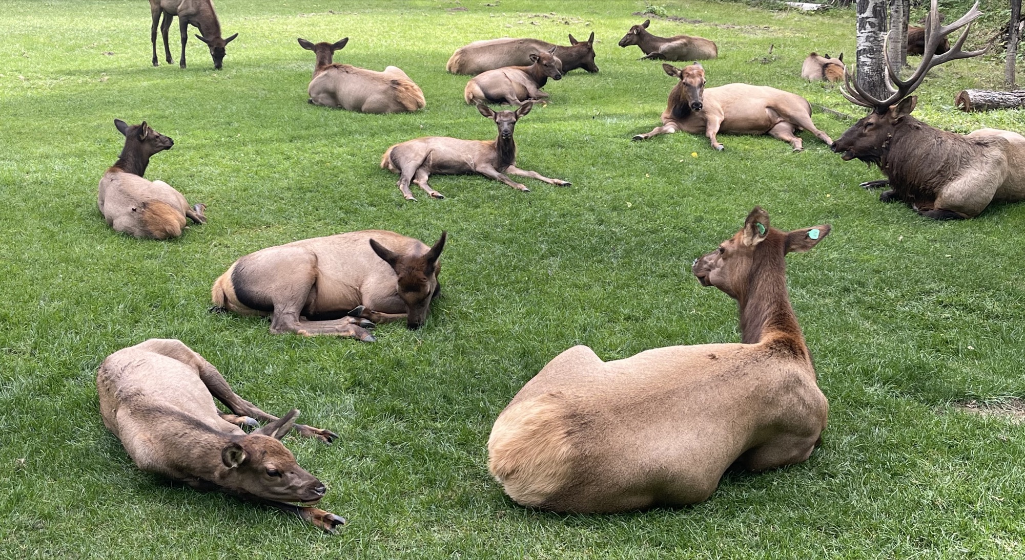 Elk herd resting on lawn