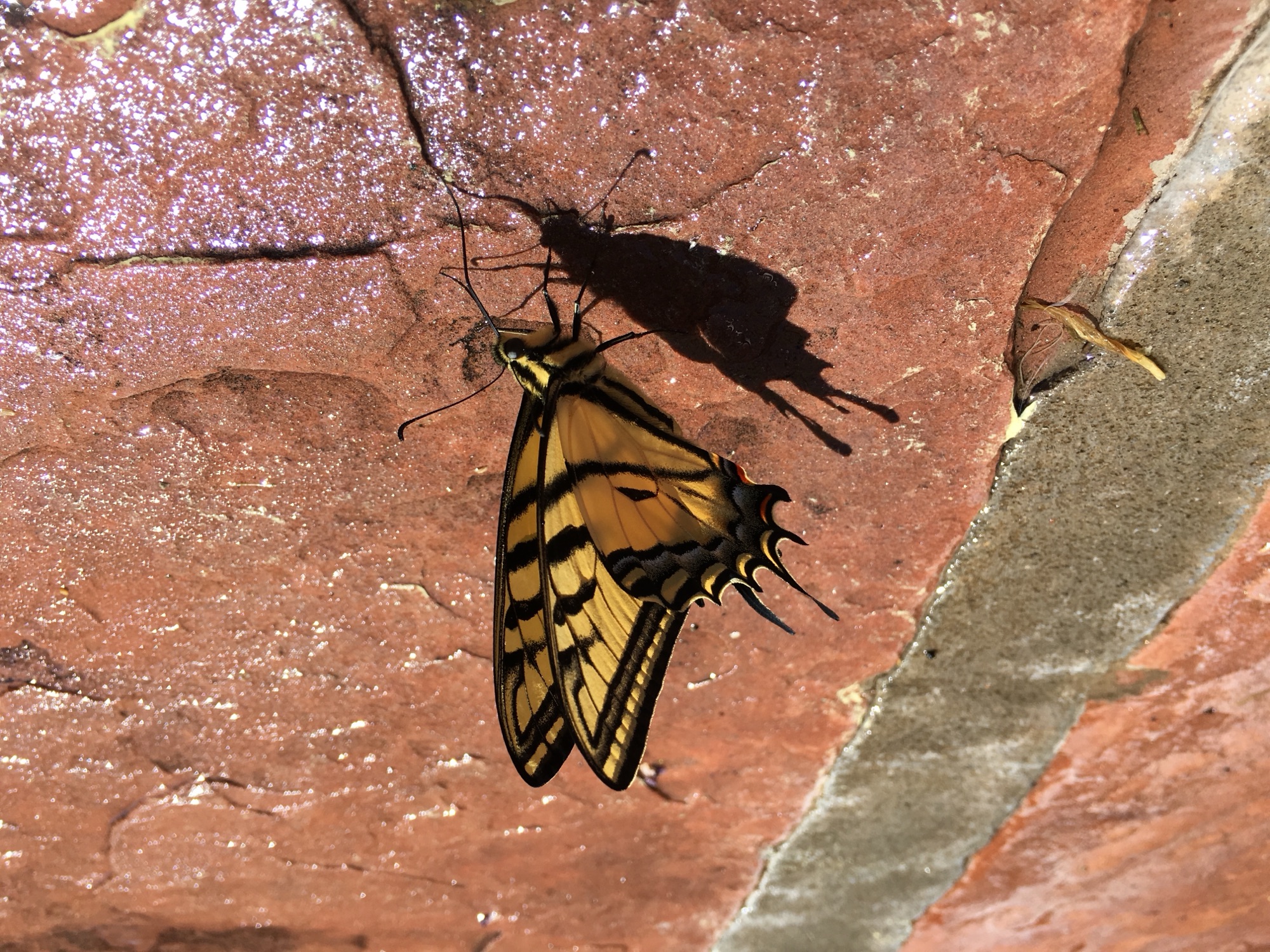 Butterfly on red rock
