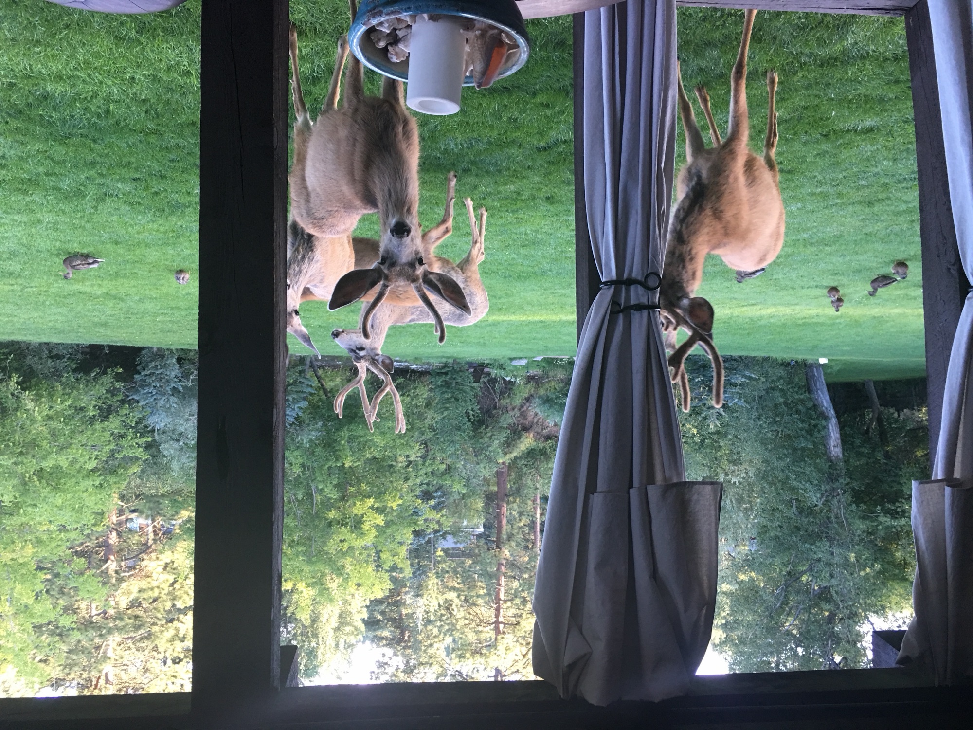 Deer visiting the property