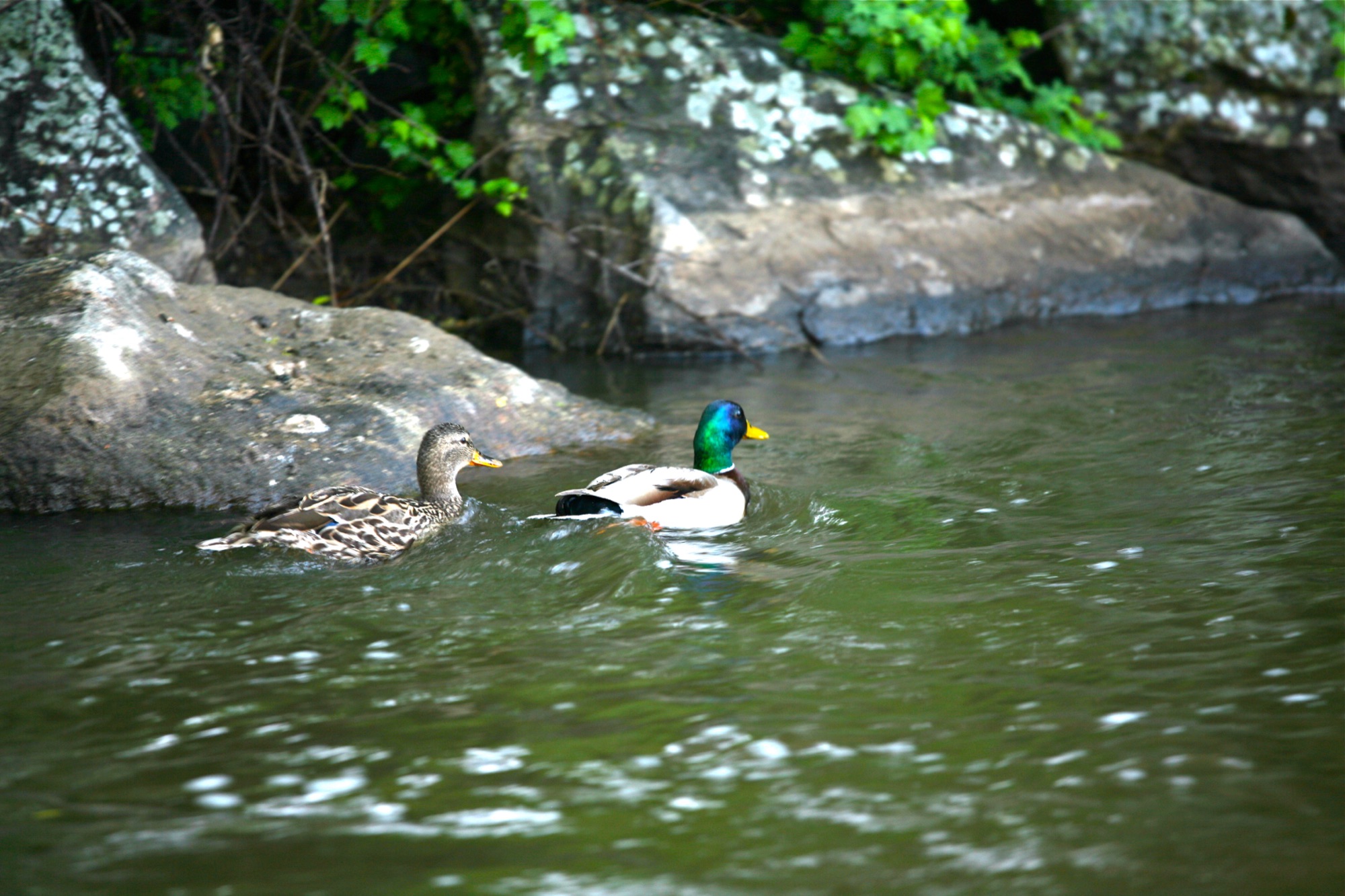 Mallard ducks swimming