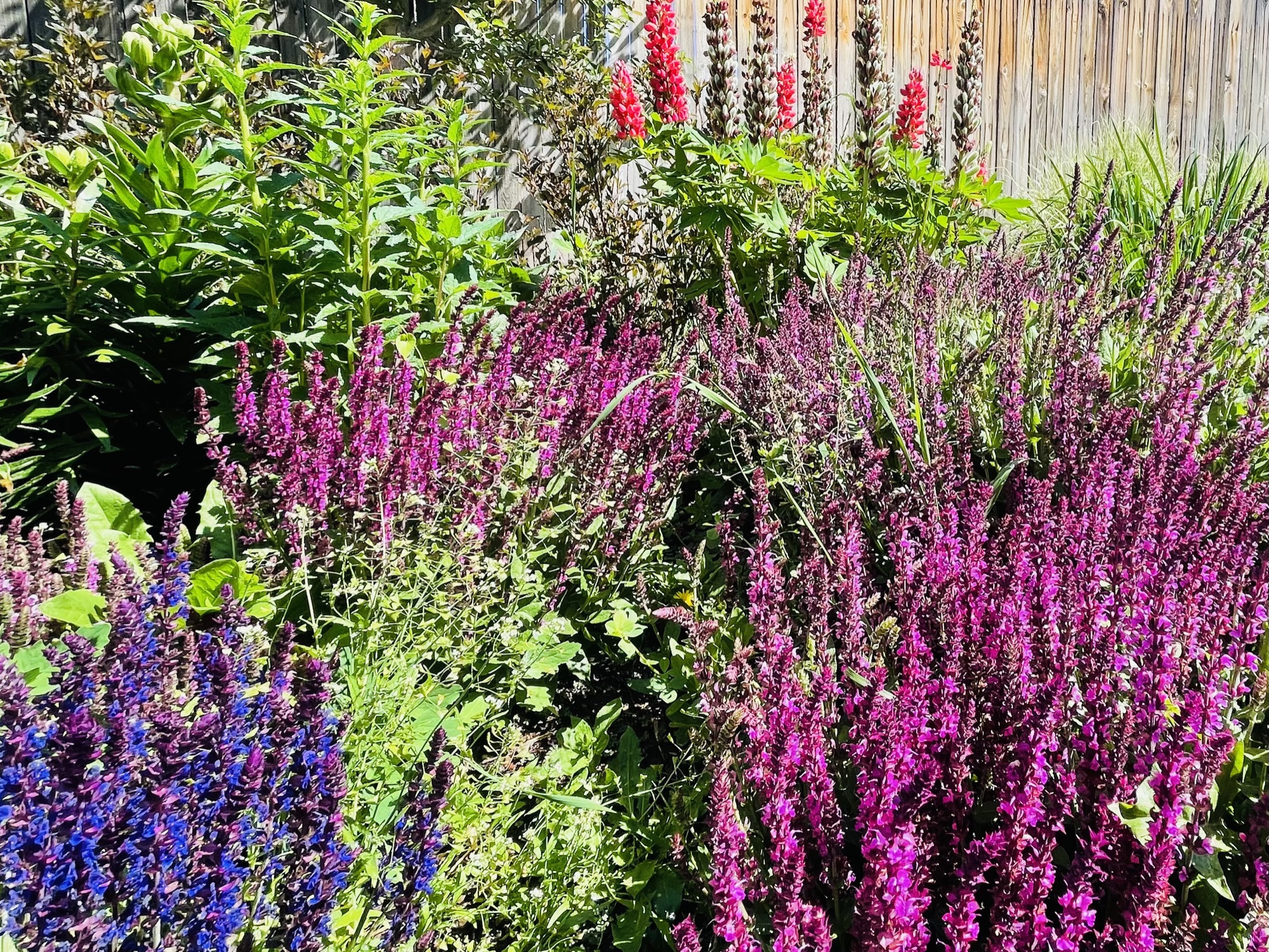 Purple and pink flower garden