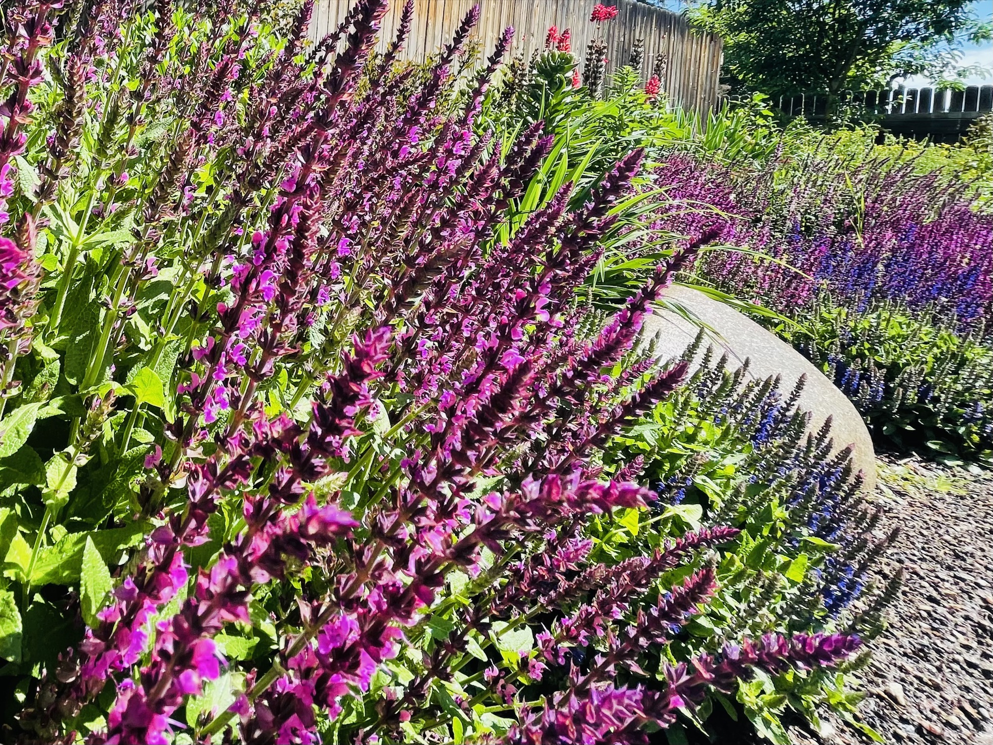 Salvia in bloom