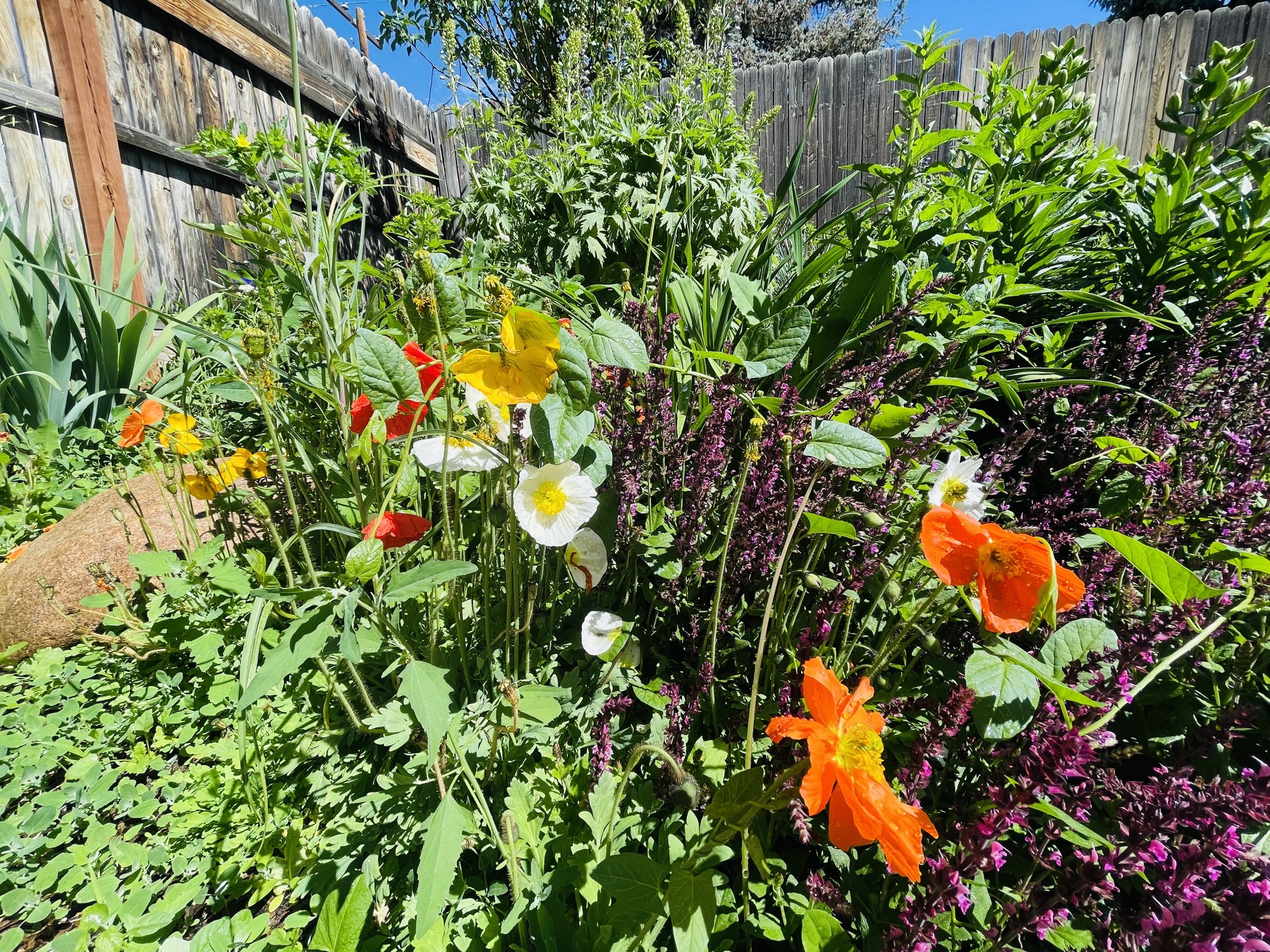 Poppies and wildflowers