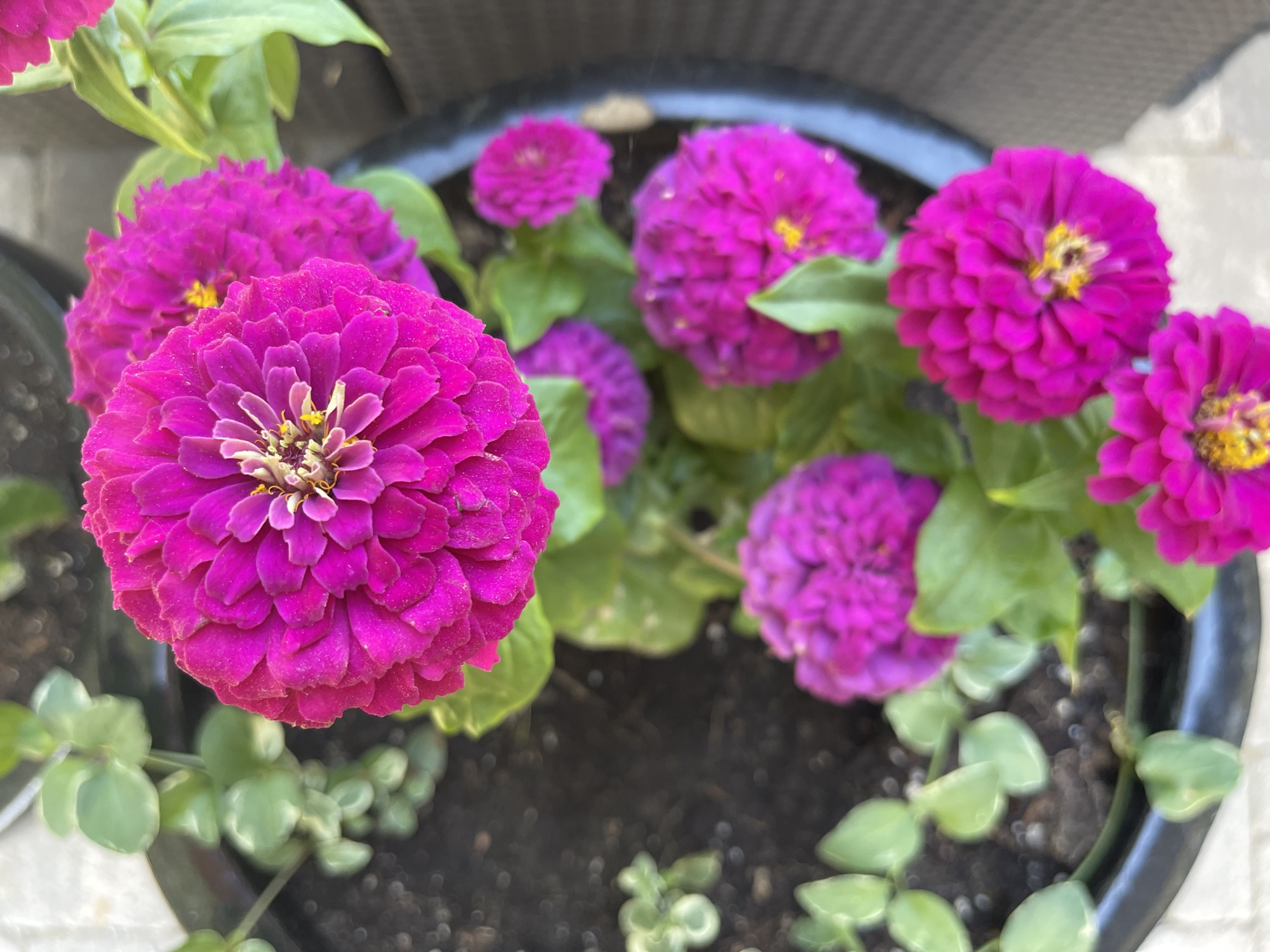 Zinnias in pot