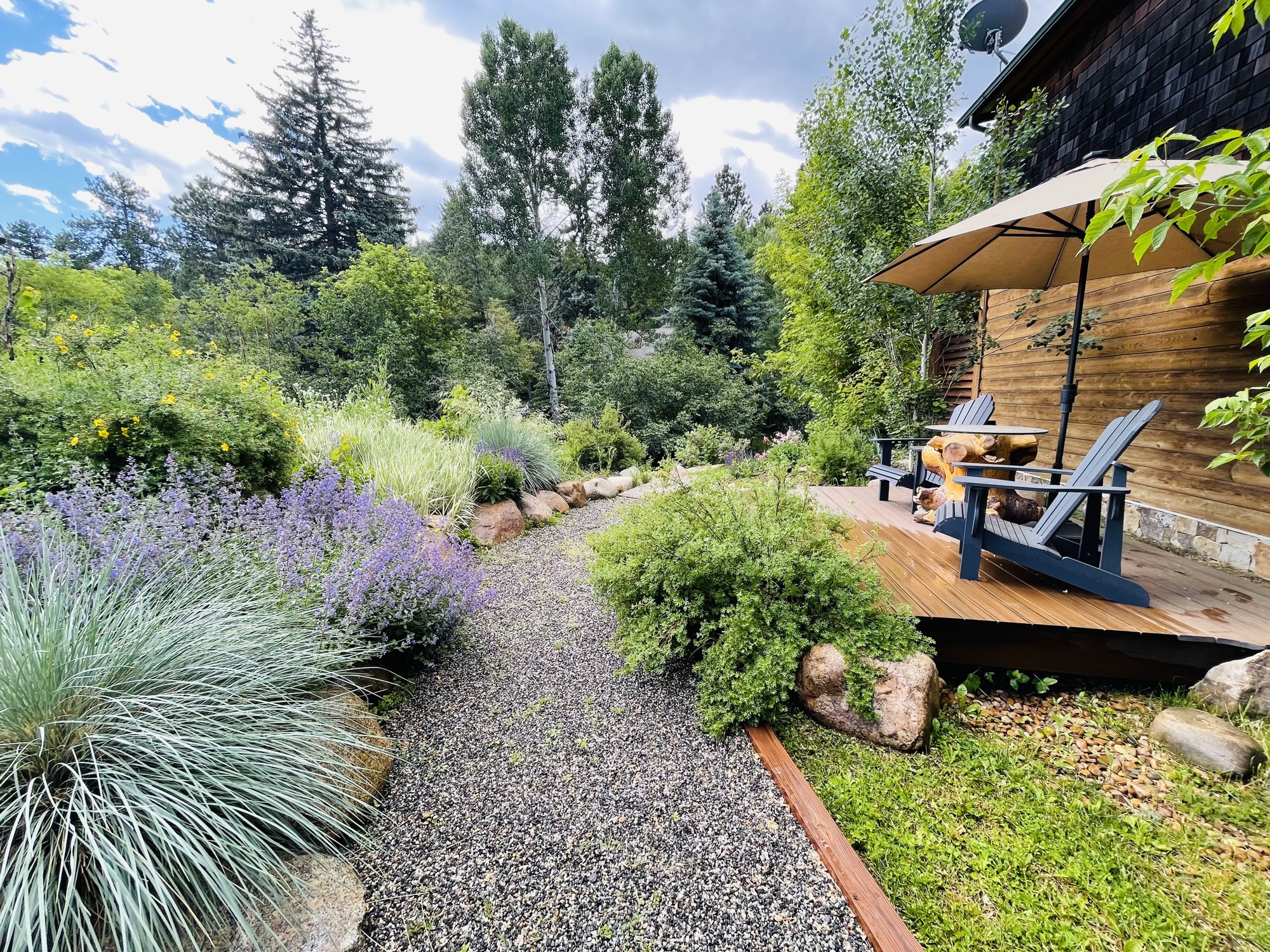 Lavender pathway by cabin
