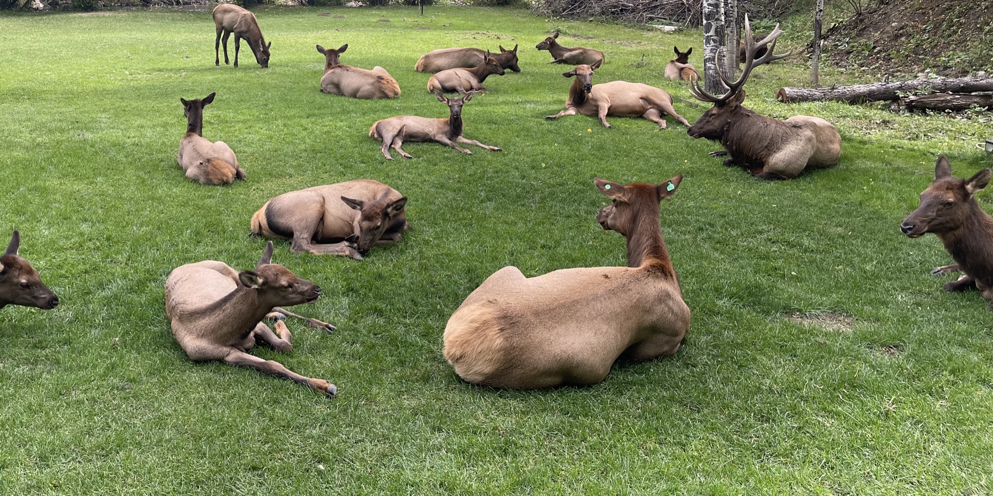 Elk resting on the property