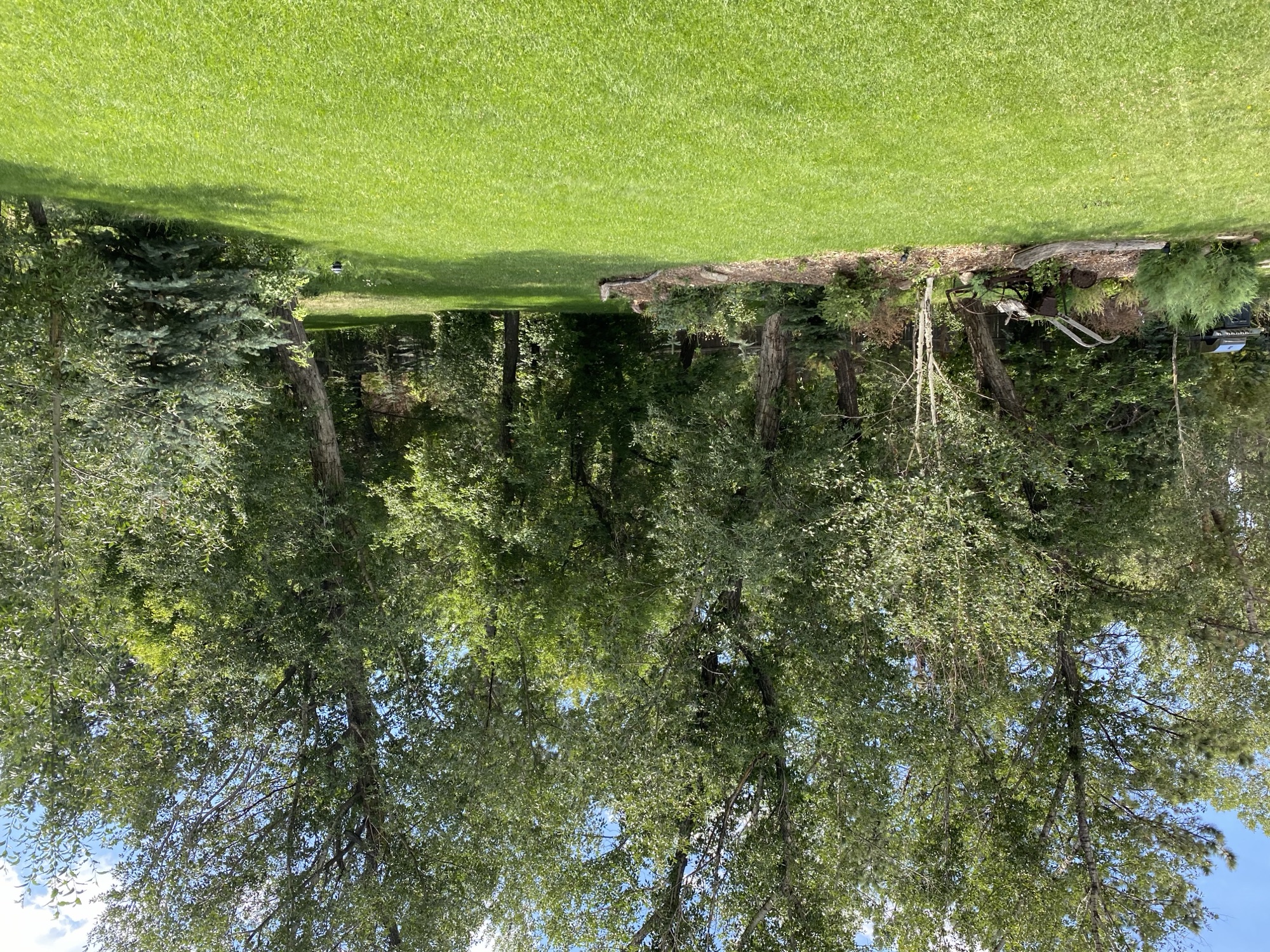 Creek reflection in summer